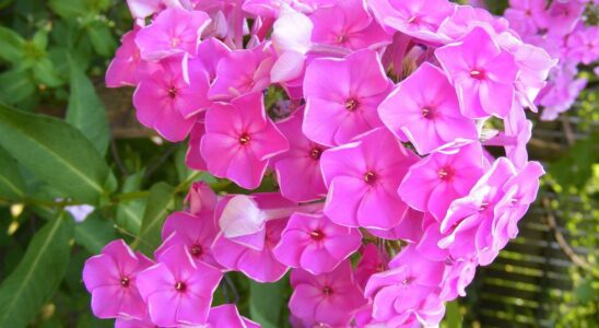 Пышное цветение флокс: секреты и советы для вашего сада