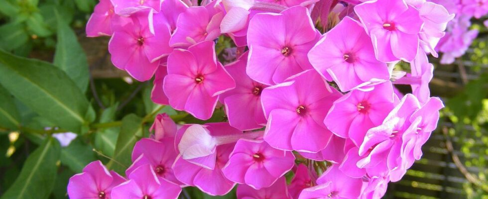 Пышное цветение флокс: секреты и советы для вашего сада