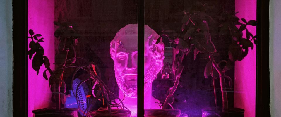 Какие растения отпугивают пчёл: 5 вариантов для дома и дачи