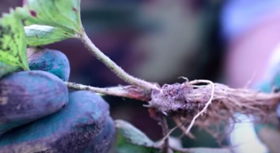 Осенняя посадка клубники: секреты обильного урожая