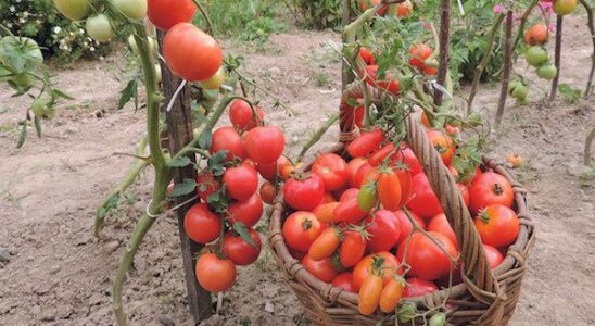 Раскрываем секреты идеальных помидоров: простые лайфхаки для вашего стола