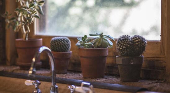 Кто не должен держать кактусы дома: мифы и правда о растениях-врагах гармонии в отношениях