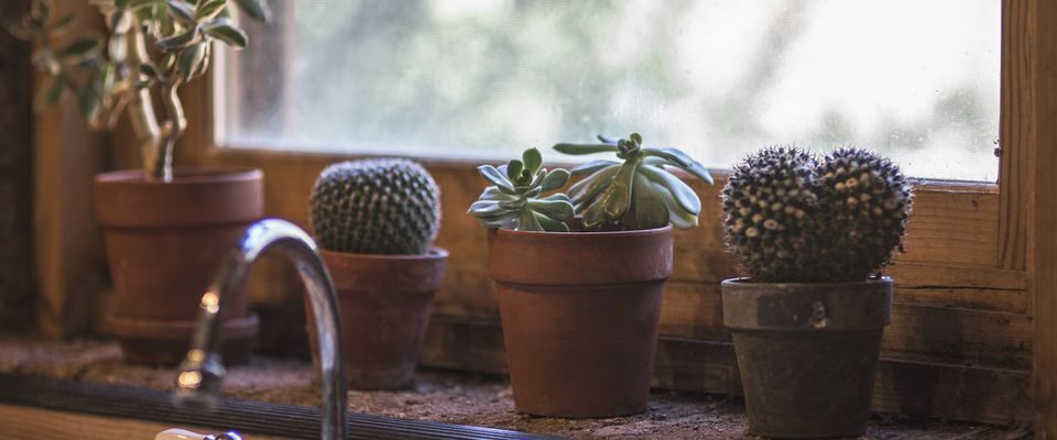 Кто не должен держать кактусы дома: мифы и правда о растениях-врагах гармонии в отношениях