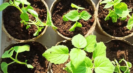 Торфяные горшки для рассады: почему они лучше пластиковых — лайфхак для дачников