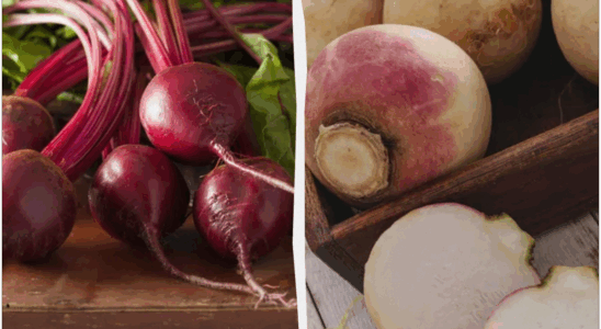 Как сохранить свеклу до весны: 6 проверенных способов