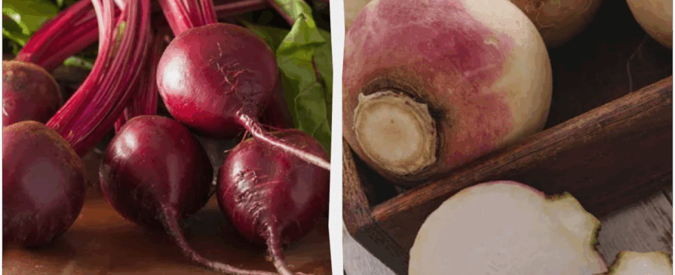 Как сохранить свеклу до весны: 6 проверенных способов