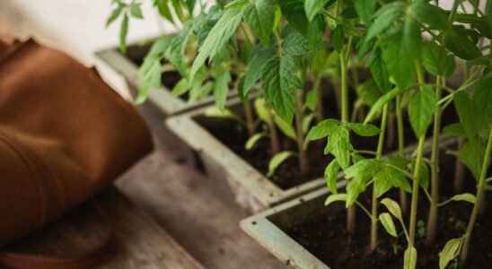 Секреты крепкой рассады: как дачники используют гуминовые удобрения