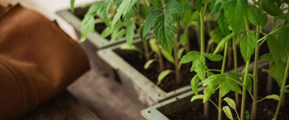 Секреты крепкой рассады: как дачники используют гуминовые удобрения