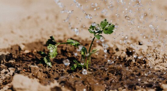 Как поливать сад и огород: выбираем лучший метод для вашего урожая