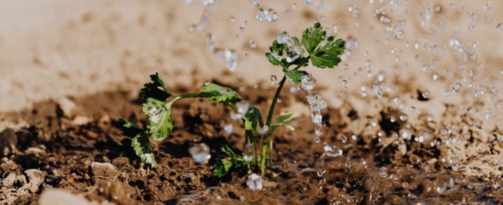 Как поливать сад и огород: выбираем лучший метод для вашего урожая