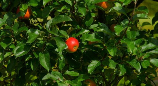 Почему садоводы стучат по веткам плодовых деревьев: секреты опытных дачников