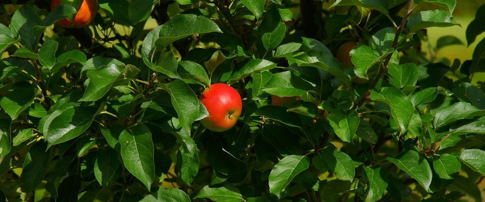 Почему садоводы стучат по веткам плодовых деревьев: секреты опытных дачников