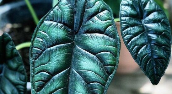 Яичная скорлупа на даче: неожиданные лайфхаки для вашего сада