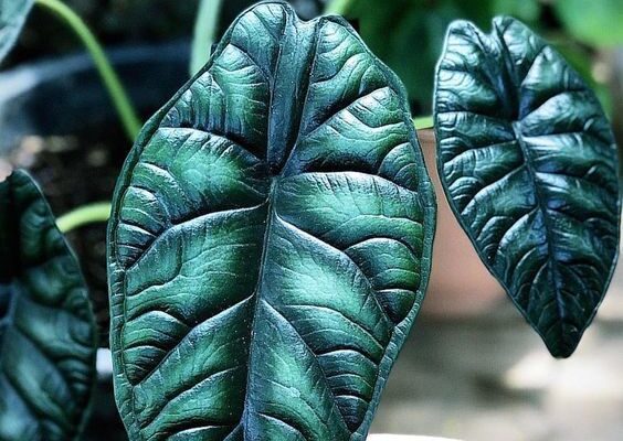 Яичная скорлупа на даче: неожиданные лайфхаки для вашего сада