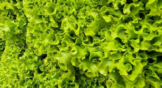 Как быстро высушить зелень и другие полезные кулинарные советы для каждой хозяйки