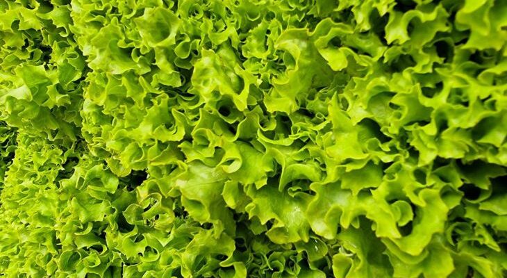 Как быстро высушить зелень и другие полезные кулинарные советы для каждой хозяйки