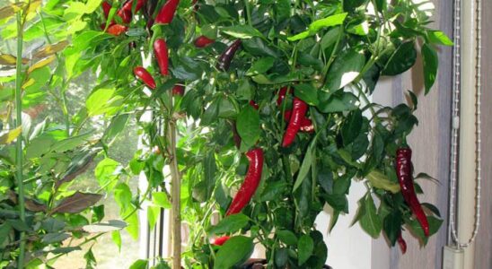 Перец чили на подоконнике: выращиваем дома с удовольствием