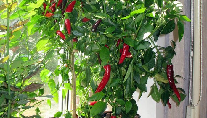 Перец чили на подоконнике: выращиваем дома с удовольствием