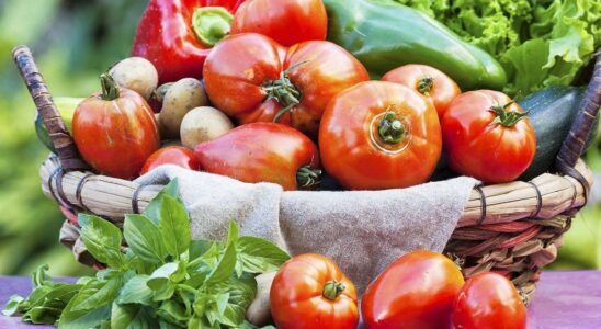 Скороспелые помидоры: как получить урожай в конце мая