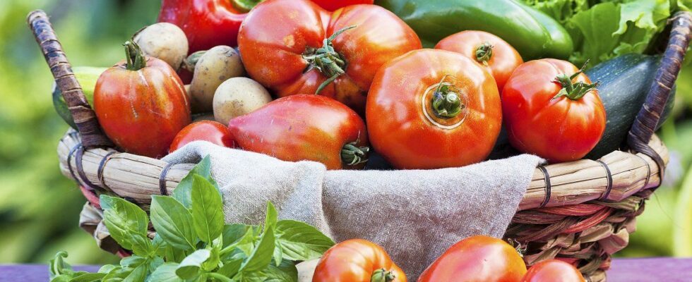 Скороспелые помидоры: как получить урожай в конце мая