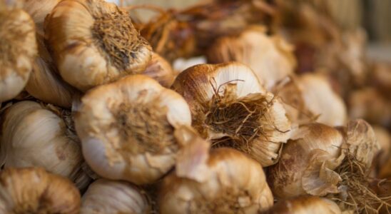 Лайфхаки: Как сохранить чеснок на зиму и наслаждаться им круглый год