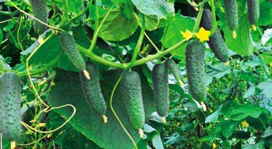Соседи для огурцов: как защитить урожай от жары и вредителей