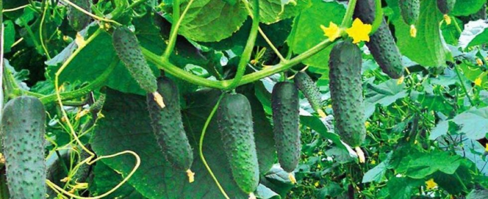 Соседи для огурцов: как защитить урожай от жары и вредителей