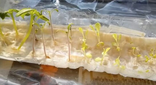 Оригинальный способ выращивания рассады без грязи и забот о поливе