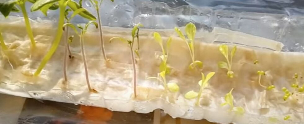 Оригинальный способ выращивания рассады без грязи и забот о поливе