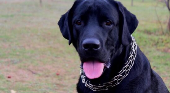 Лабрадор для семьи: плюсы и минусы породы, стоимость содержания и совместимость с детьми