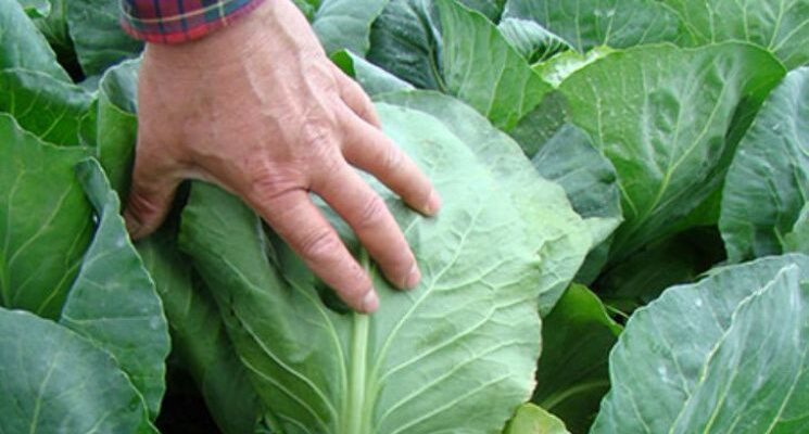 Секреты урожая капусты: когда сажать, лучшие сорта и дни для квашения по лунному календарю