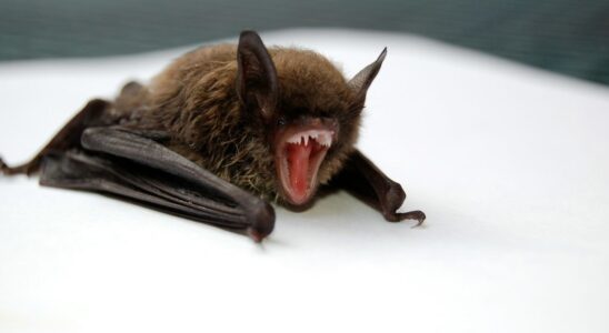 Кажан у домі: що робити, щоб уникнути паніки та вирішити проблему