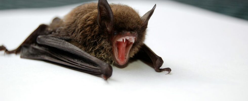 Кажан у домі: що робити, щоб уникнути паніки та вирішити проблему
