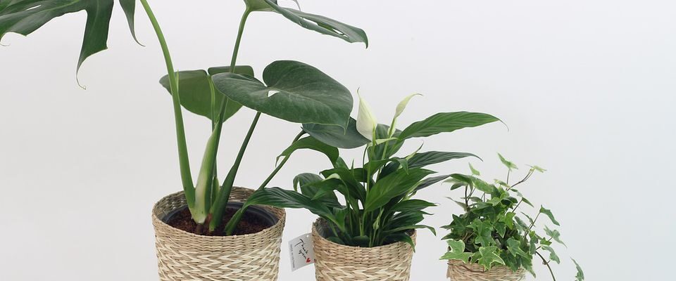 Комнатные растения, которые могут навредить женскому счастью: что нужно знать