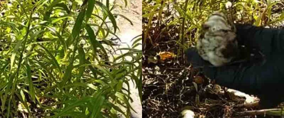 Пересадка лилий: почему и когда это нужно делать осенью