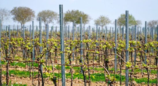 Весенняя обрезка винограда: полное руководство для начинающих