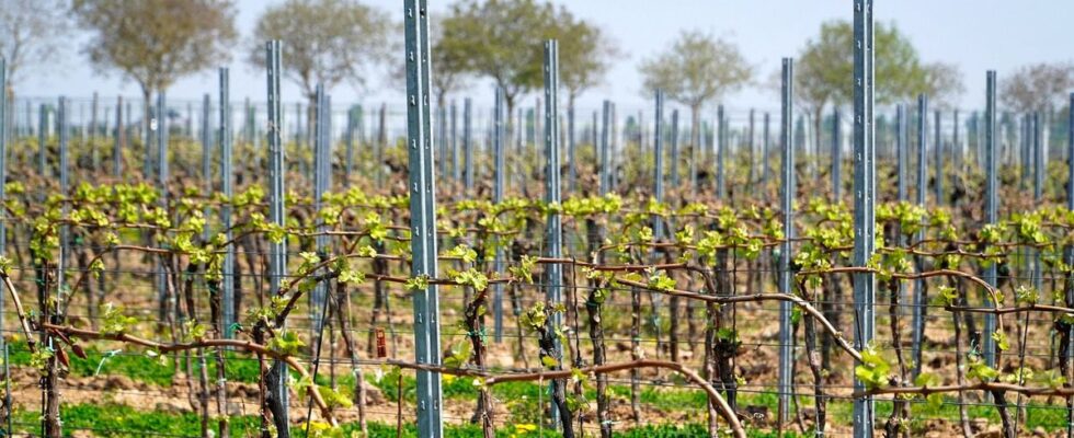 Весенняя обрезка винограда: полное руководство для начинающих