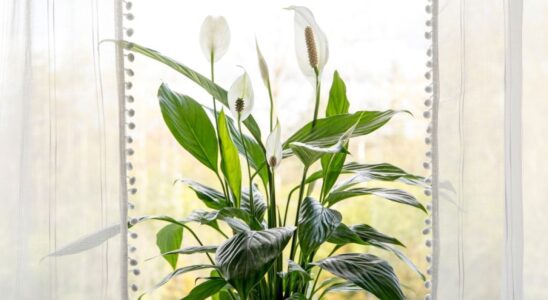 Почему желтеют листья спатифиллума: секреты спасения и ухода