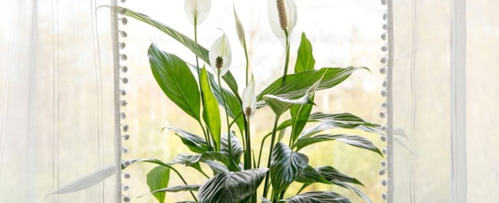 Почему желтеют листья спатифиллума: секреты спасения и ухода