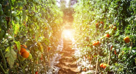 Что посадить и как ухаживать за садом и огородом в июне: полезные лайфхаки для дачи