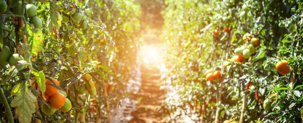 Что посадить и как ухаживать за садом и огородом в июне: полезные лайфхаки для дачи