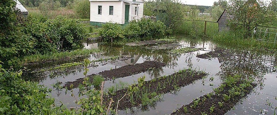 Выращивание овощей и фруктов на сложных почвах: секреты успеха