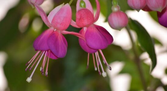 Как ухаживать за фуксией в домашних условиях: простые советы для начинающих