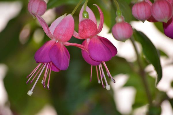 Как ухаживать за фуксией в домашних условиях: простые советы для начинающих