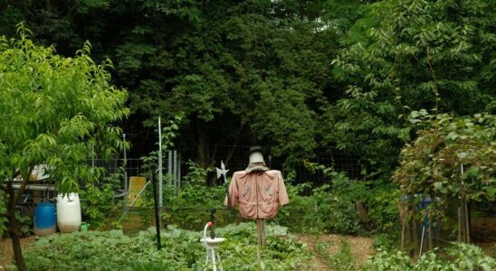 Когда лучше удобрять почву: весной или осенью — полезные советы для дачи