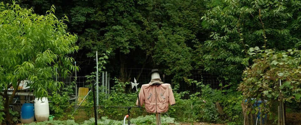 Когда лучше удобрять почву: весной или осенью — полезные советы для дачи