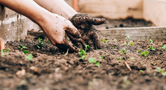 Ранний урожай: 3 овоща, которые стоит посадить в начале марта