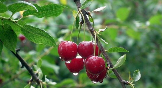 Когда лучше пересаживать вишню: весной, летом или осенью – советы для сада