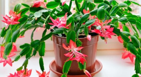 Декабрист в декабре: секреты пышного цветения и чем подкормить в ноябре