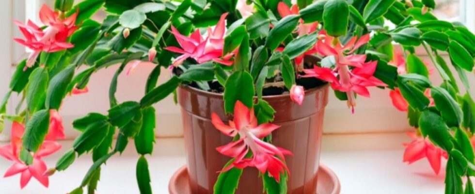 Декабрист в декабре: секреты пышного цветения и чем подкормить в ноябре